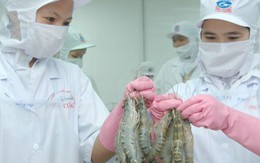Mỹ giảm thuế chống bán phá tôm nhập khẩu từ Việt Nam