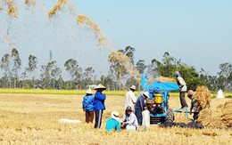 Gạo Việt biến mất trên thị trường hội nhập