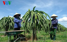 Bình Thuận sản xuất “thanh long sạch” tìm thị trường mới