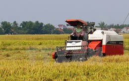 Sản lượng lúa của cả nước năm nay ước đạt hơn 45 triệu tấn