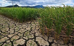 Hạn hán khiến sản lượng thóc gạo Thái Lan sụt giảm trên 30%