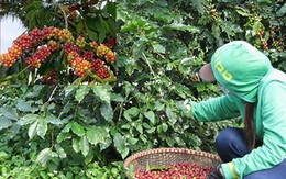 Cà phê Việt ngon số 1 thế giới bị ‘ruồng bỏ’