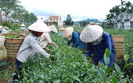 Đài Loan ‘dội gáo nước lạnh’, thị trường trà Việt lao đao
