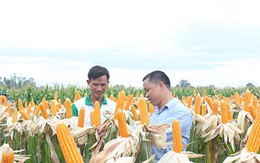 Nông dân Việt ‘mê’ bắp biến đổi gen