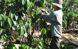 Starbucks và nỗi buồn cà phê Việt