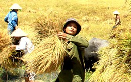 Vào AEC, Việt Nam vẫn có thế mạnh với nông nghiệp