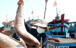 Hải sản miền Trung: Lại điệp khúc được mùa, rớt giá