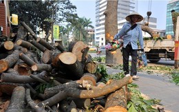 Dự án thay thế cây xanh Hà Nội: “Không có tiêu cực, lợi ích nhóm”