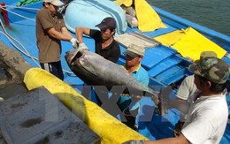 Doanh nghiệp Nhật muốn đầu tư chế biến cá ngừ tại Phú Yên