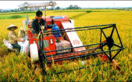 Tái cơ cấu toàn bộ chuỗi giá trị ngành lúa gạo Việt Nam