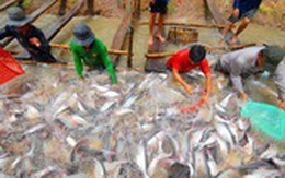 Nghịch lý cá tra xuất khẩu rẻ hơn bán trong nước