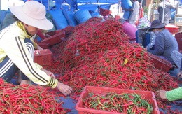 Giá ớt xuất khẩu tại Bình Định tăng mạnh