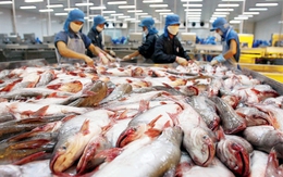Tháng 1: Sản lượng cá tra tăng 10,5%