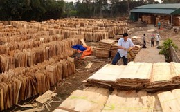 Nghi án doanh nghiệp xuất khẩu gỗ ván bóc sang Trung Quốc trốn thuế