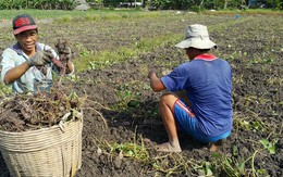 Khoai lang tăng giá 3-4 lần, nông dân Vĩnh Long sướng rơn