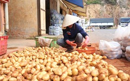 Khó cấm cửa khoai tây Trung Quốc