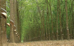 HAGL Agrico: Mía đường rời vị trí quán quân, lợi nhuận quý 2 tăng gấp đôi nhờ bán bò