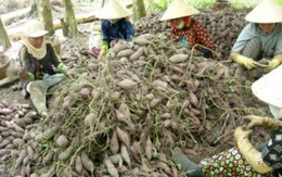 Vĩnh Long: Thương lái ngừng mua khoai, nông dân khó khăn