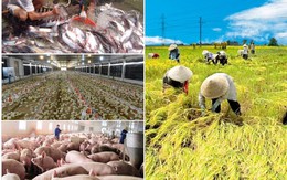 Con gà “cõng” 14 loại phí, hạt lúa chờ “vận may”: Ngành nông nghiệp làm gì để hội nhập?