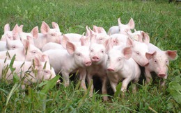 Chăn nuôi Phú Sơn: EPS năm 2014 đạt 12.515 đồng/cổ phiếu