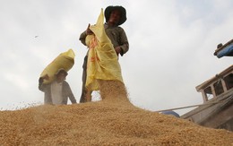 Không thương hiệu, gạo Việt khó cạnh tranh