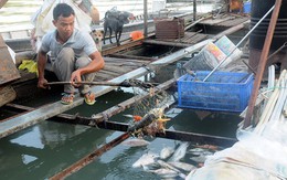 Hàng trăm kg cá chết mỗi ngày, người nuôi cá bè thiệt hại nặng