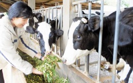 Chưa có phương án tiêu thụ sữa cho người chăn nuôi