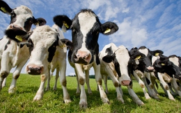 Lời mời tham quan trang trại bò sữa "cute" của Vinamilk: Đánh trúng tâm lý người dùng?