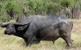 Australia bác kêu gọi ngừng xuất khẩu gia súc sống sang Việt Nam