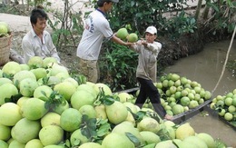 Giá bưởi da xanh ở Tiền Giang tăng mạnh, nhà vườn lãi cao