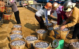 Ngư dân trúng đậm cá cơm đầu năm mới