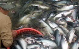 [Hàng hóa nổi bật ngày 25/03]: Mỹ áp đặt quy định khắt khe đối với mặt hàng cá da trơn