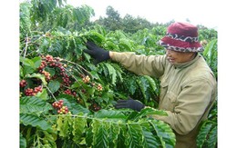 Cà phê Việt Nam mất mùa, xuất khẩu sụt giảm mạnh