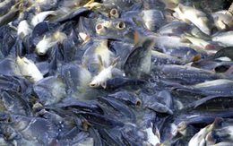 Hợp đồng xuất khẩu cá tra phải nộp phí thẩm định