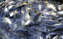 Nhiều rủi ro khi xuất khẩu cá tra tiểu ngạch sang Trung Quốc