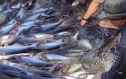 “Nghịch lý” xuất khẩu cá tra