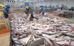 Hiệp hội Cá tra đang cân nhắc khởi kiện Mỹ ra WTO