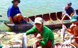 Doanh nghiệp cá tra: Vẫn “chật vật” với Nghị định 36