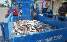 Cá bè chết hàng loạt, nguyên nhân doanh nghiệp xả thải chiếm 76%