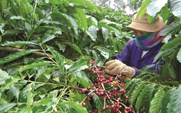 Ai đang lãnh đạo ngành cà phê Việt?