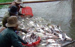 Giá cá tra tăng, người nuôi lãi khoảng 2.000 đồng/kg