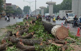 Phản hồi của Thành ủy Hà Nội về việc chặt hạ, thay thế cây xanh ở một số tuyến phố