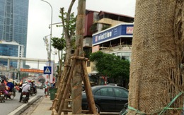 Bắt đầu thay thế cây xanh một số tuyến phố Hà Nội