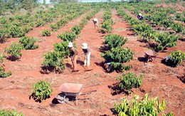 Gia Lai: Người trồng cà phê loay hoay cứu hạn