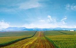 Sản xuất nông nghiệp: Hiểu thị trường, biết công nghệ, sẽ thành công