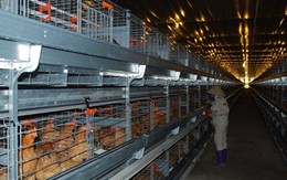 Dabaco: Đầu tư 500 tỷ thành lập nhà máy thức ăn chăn nuôi và nuôi lợn