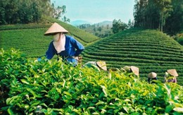 GTN dự kiến đăng ký mua tổng cộng 75% cổ phần của Vinatea