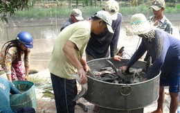 Thị trường Campuchia hút tôm, cá Việt Nam