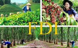 FDI trong nông nghiệp đạt 312 triệu USD/năm