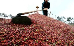 Vì sao sản lượng cà phê niên vụ 2014 - 2015 giảm mạnh?
